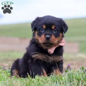 Rose, Rottweiler Puppy